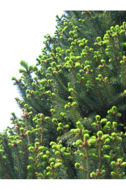 Ялина європейська Купрессіна